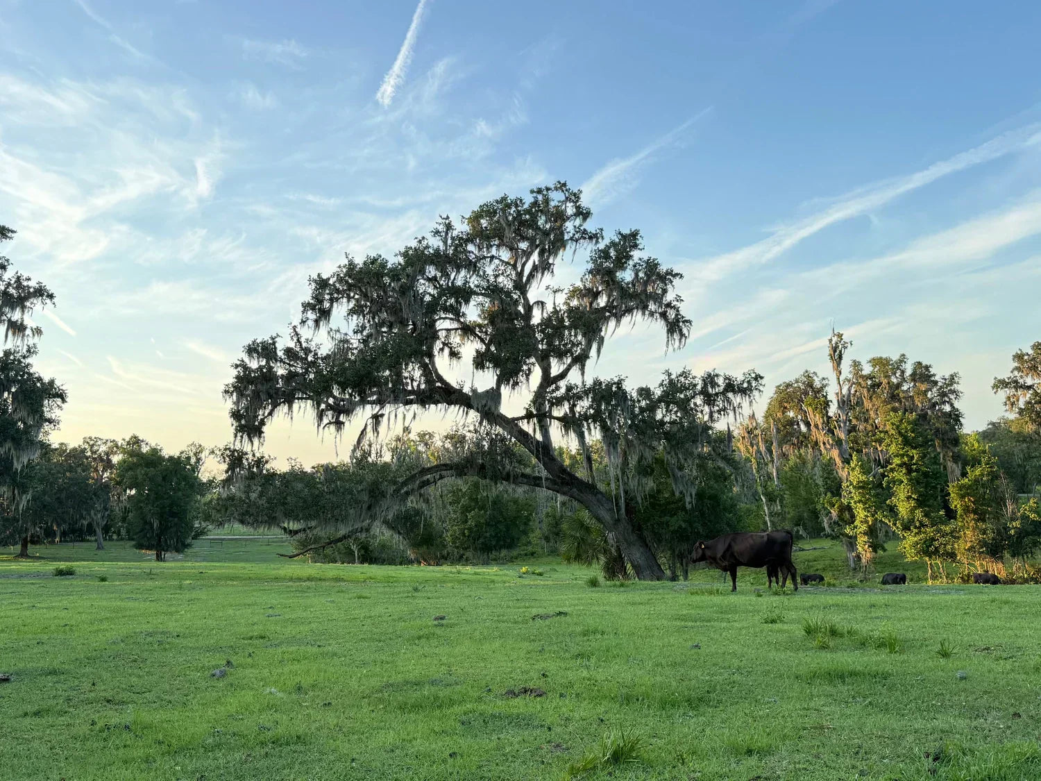 Why We Let Our Cows Roam Freely
