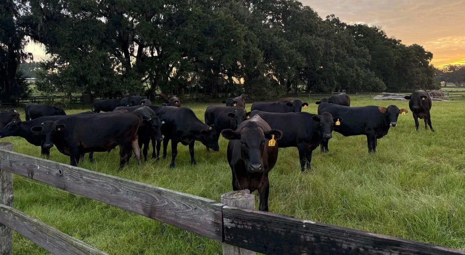 Why We Choose the Pasture Over the Plant